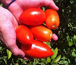 Jimenez Tomatoes